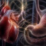 découvrez comment les extrasystoles et les troubles gastriques peuvent être liés, explorant les connexions inattendues entre le cœur et l'estomac pour mieux comprendre leurs impacts sur votre santé.
