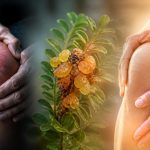 découvrez comment le boswellia peut soulager l'arthrose et améliorer significativement votre qualité de vie grâce à ses propriétés anti-inflammatoires naturelles.
