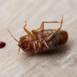 découvrez les détails fascinants de la photo d'une punaise de lit morte et comprenez leur signification pour mieux identifier et prévenir ces nuisibles.