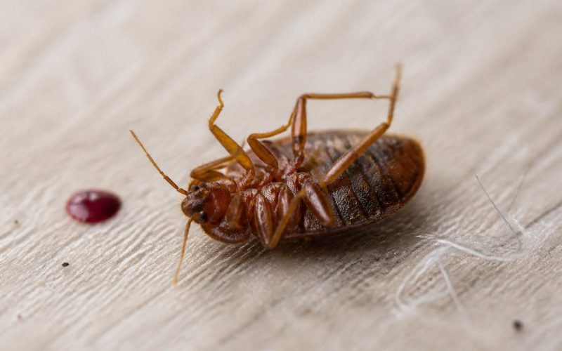 Les détails fascinants autour de la photo d&rsquo;une punaise de lit morte et leur signification